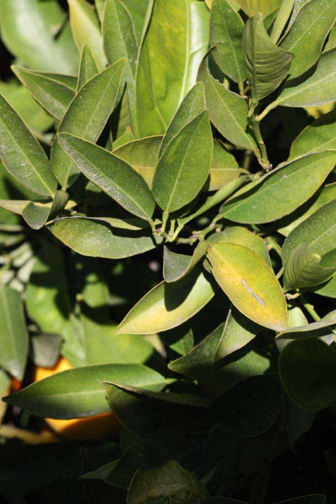            Sun leaves (Riverside, CA)   